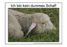 Dummes-Schaf-3.pdf